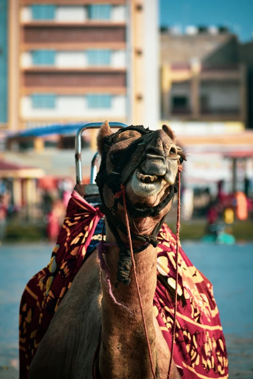 a camel with it's head and neck adorned with a saddled neck