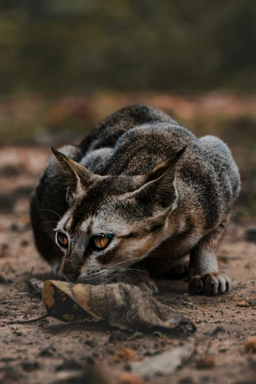 a small animal that is looking at soing in the dirt