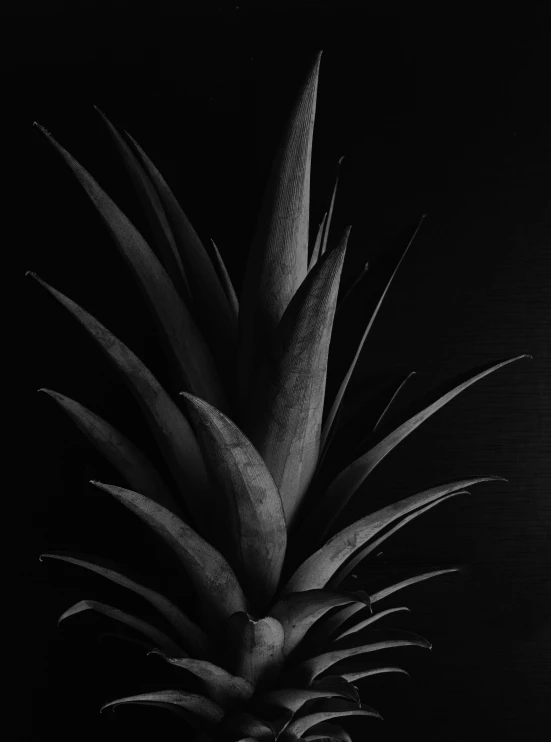 this is an image of a pineapple in black and white
