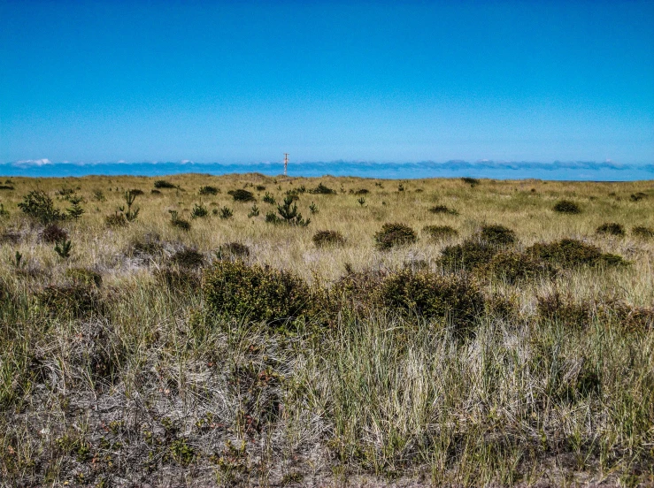 a yellow horse stands alone in an open field