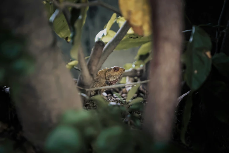 a lizard sitting up on the tree in the woods