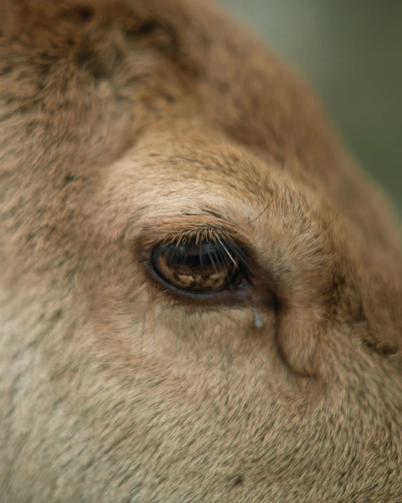 the eye is looking straight ahead at a close up angle