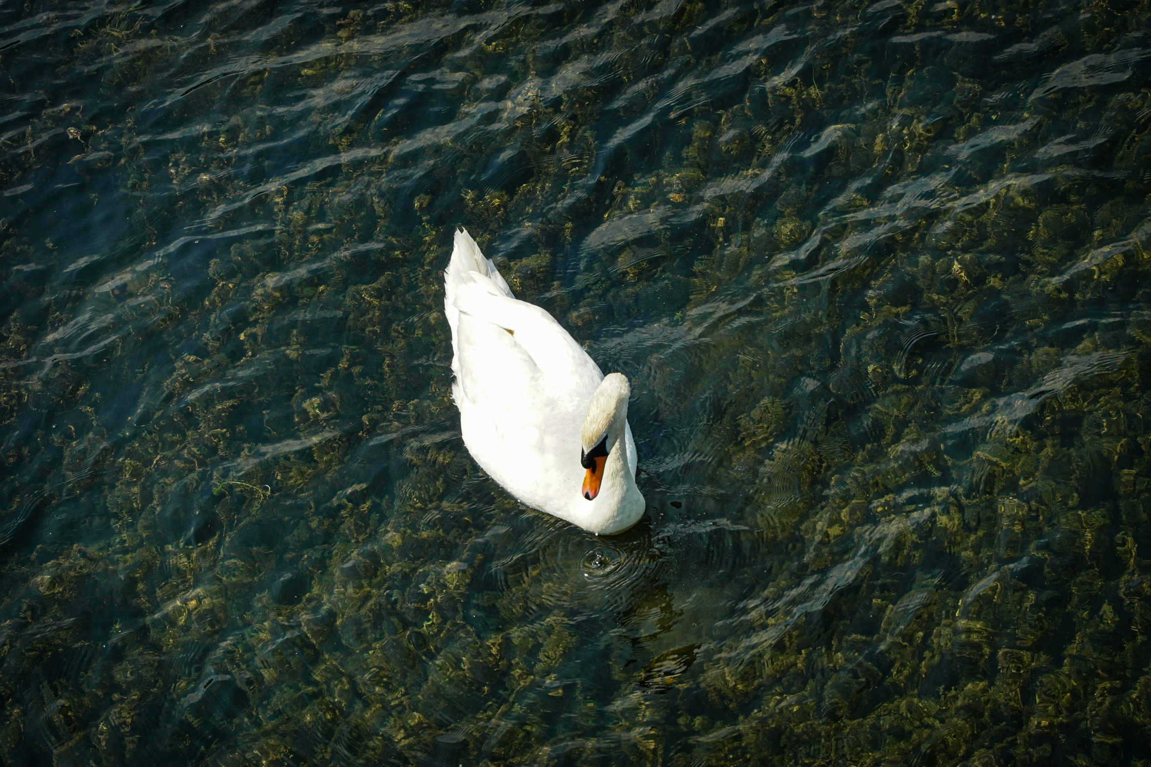 a white swan swimming in water surrounded by grass