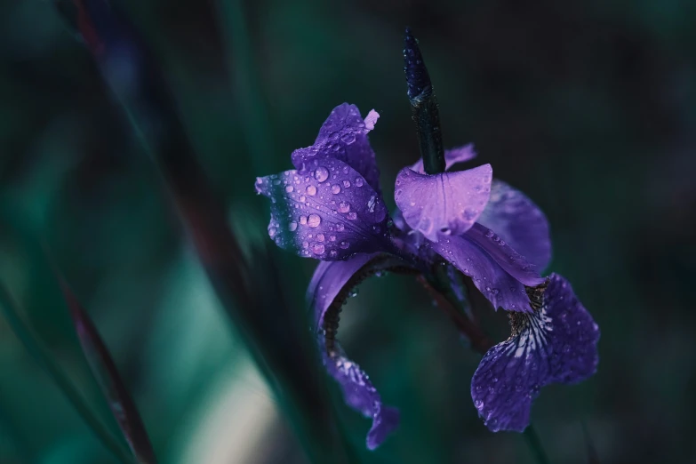 a purple flower with water droplets all over it