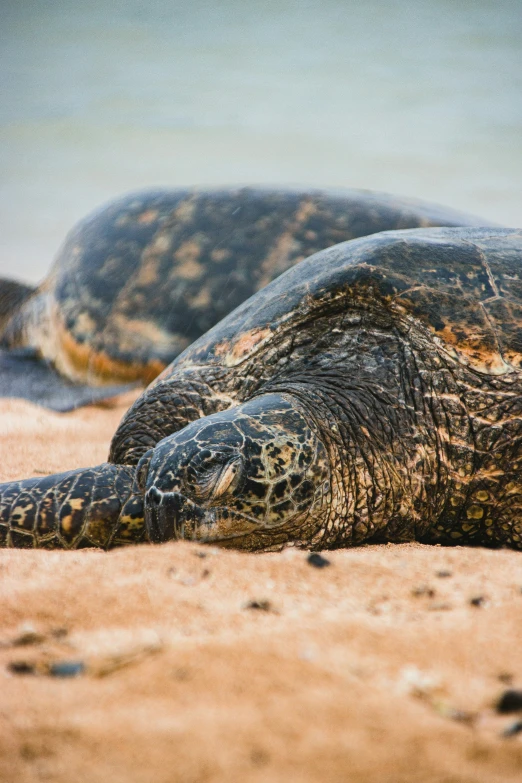 there is a large turtle crawling up towards the sand