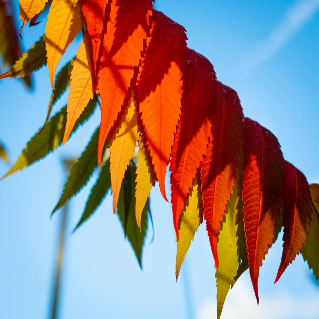 a tree that has a bunch of leaf