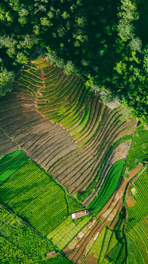 aerial view from above of a farm in the middle of a forest