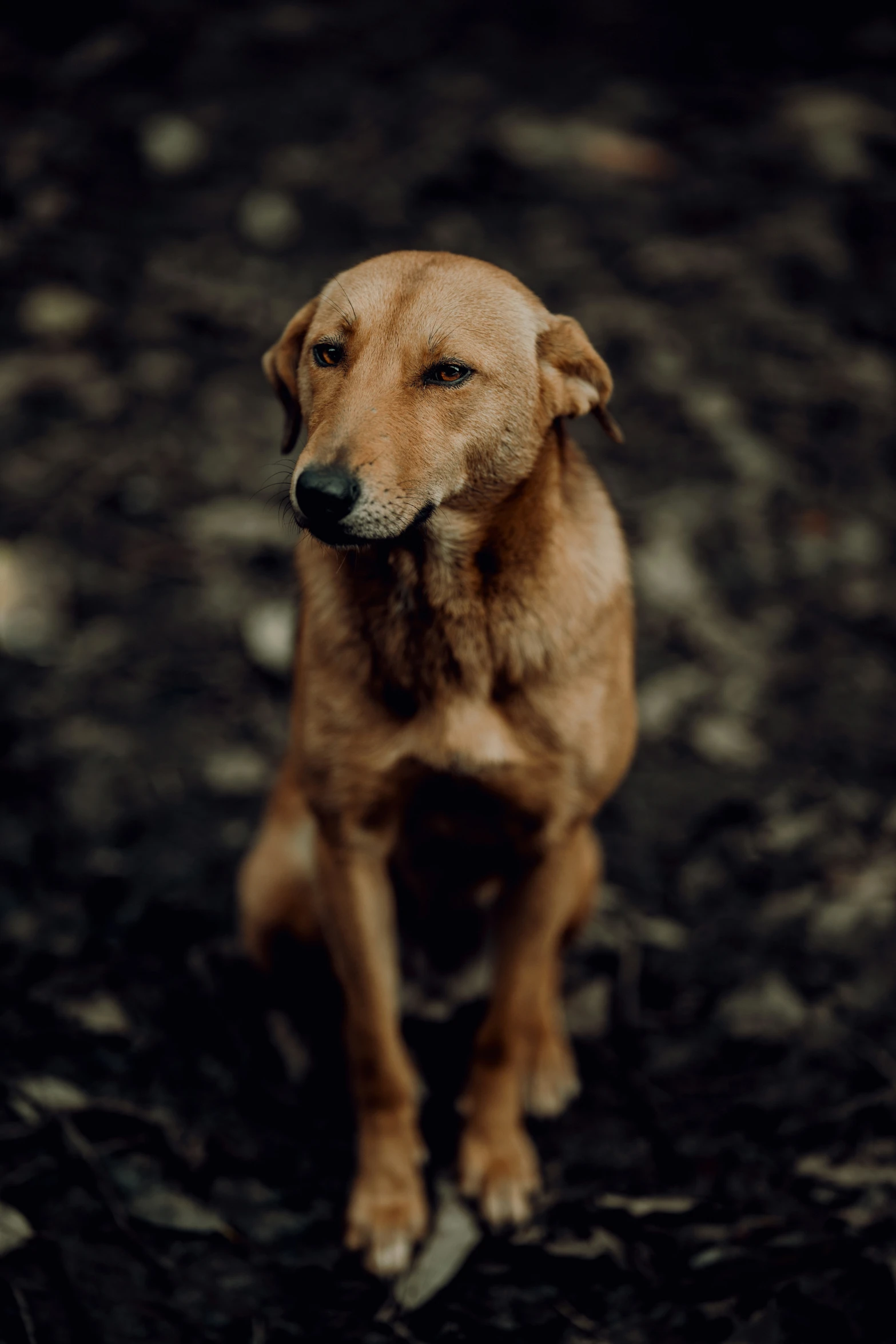 a dog looks at the camera as it stands