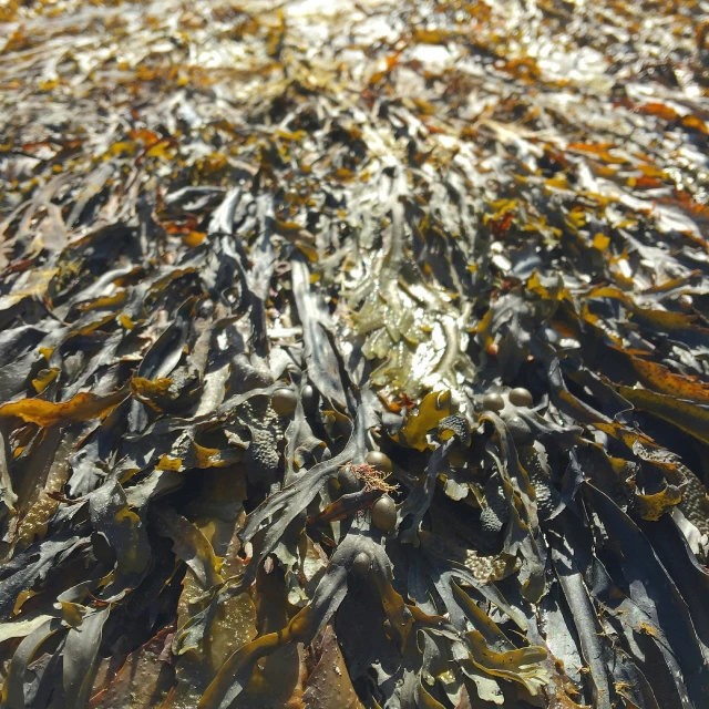 a po taken looking down at the surface of a beach