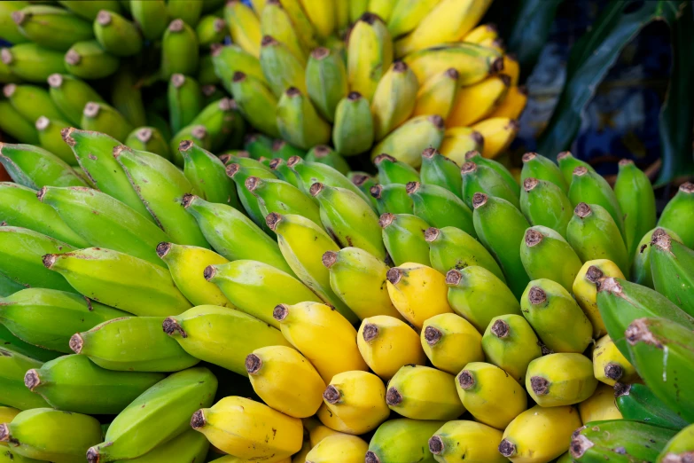 large bunches of unripe green bananas for sale