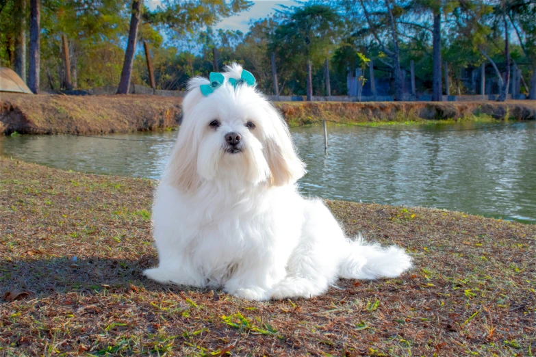 a fluffy white dog sitting by a pond