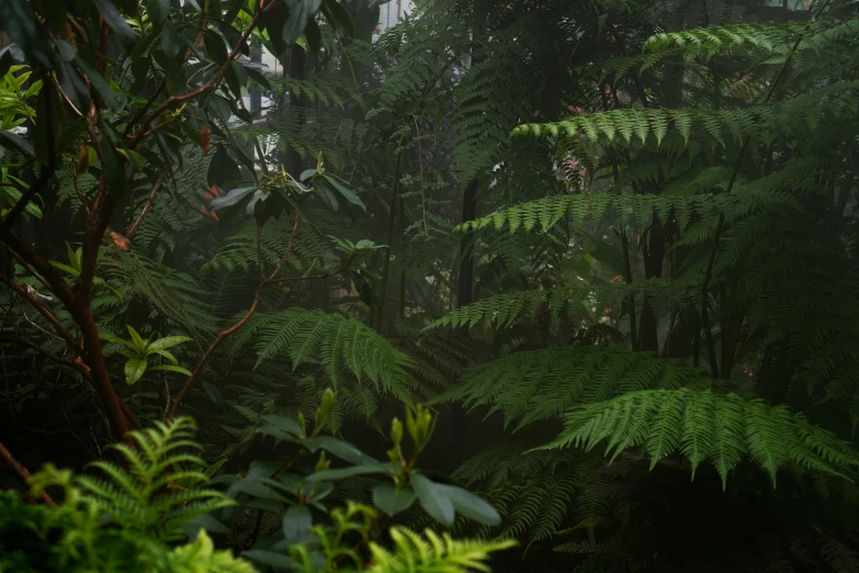 there are some large green plants in the forest