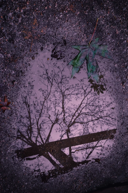 a leaf on the ground next to a fallen tree