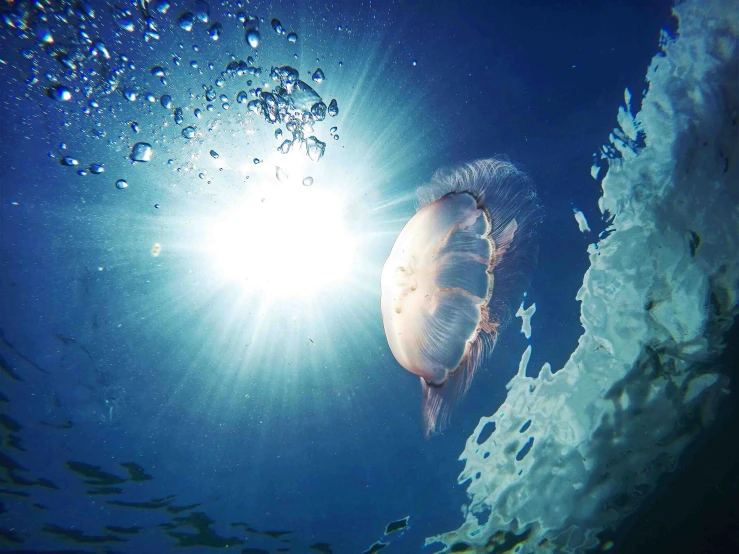 a jelly fish in the ocean is seen looking down at the camera