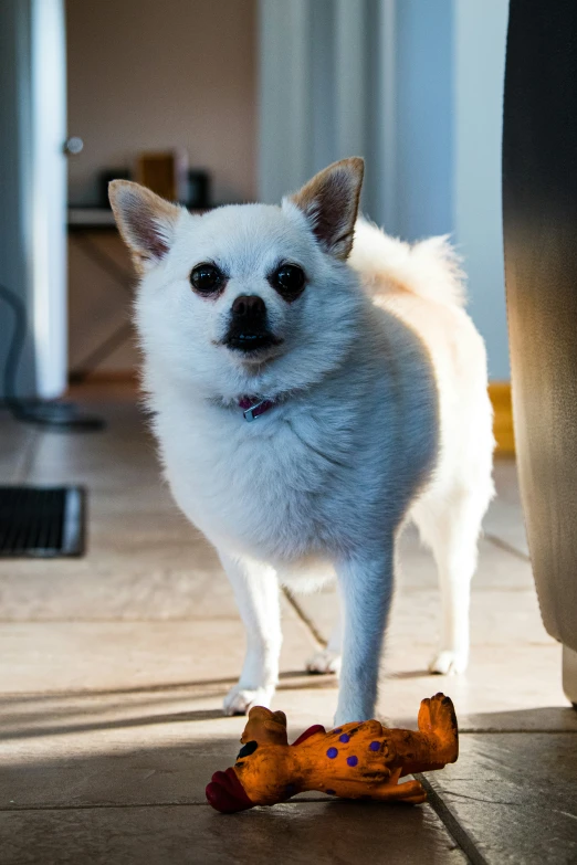 a small white dog walking across a floor next to a toy