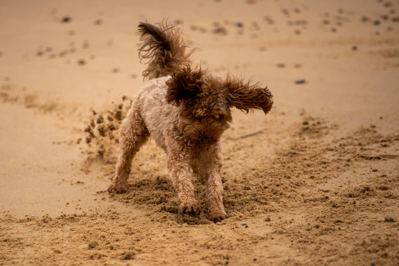 a small dog running along a sandy beach