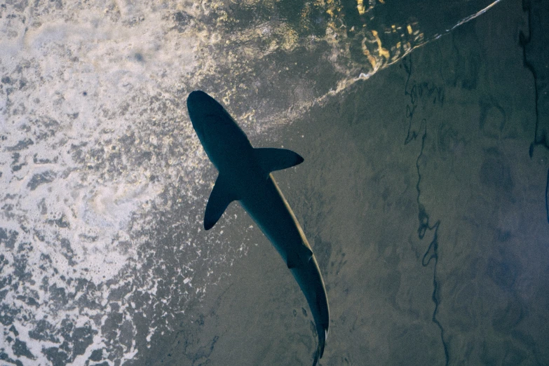 a large shark swimming out of the water