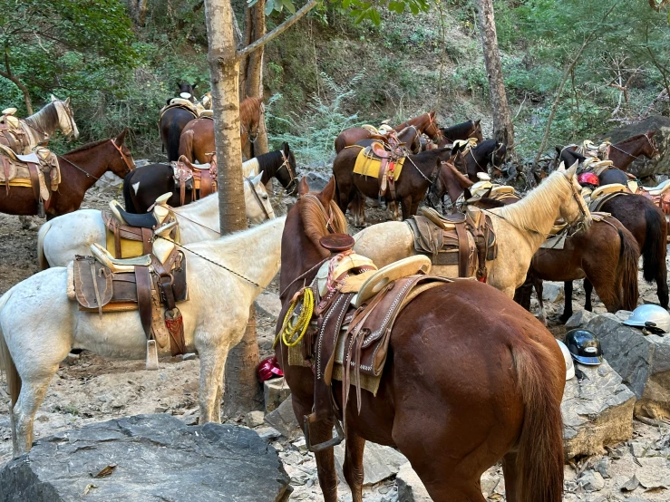 horses with saddles tied to the back of their backs