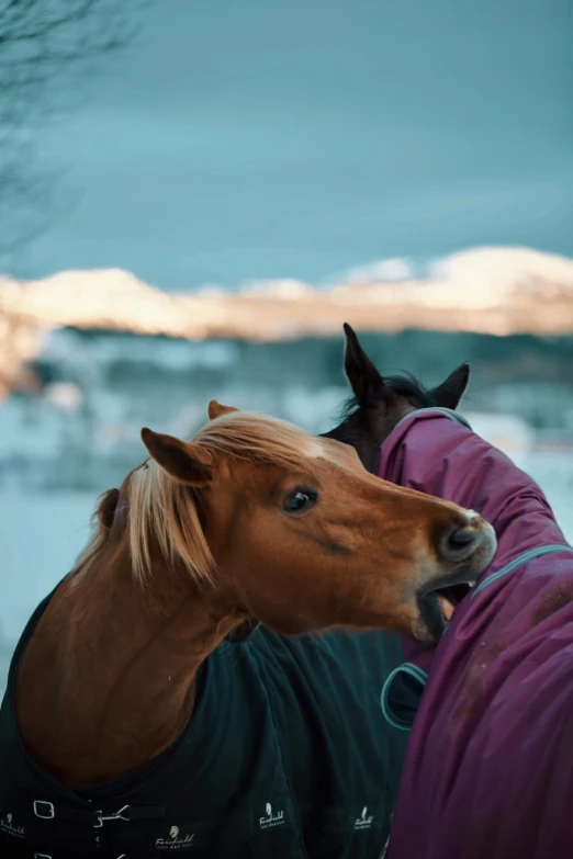 two horses stand near one another in front of the ice