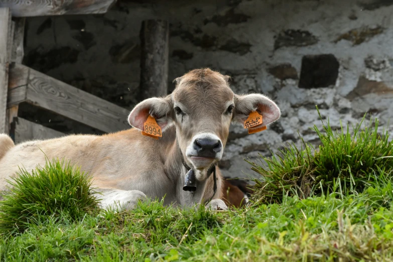 an old brown cow sitting outside with a bell around its neck