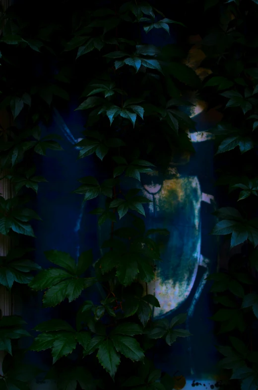 the view through the leaves in the forest is of a human face