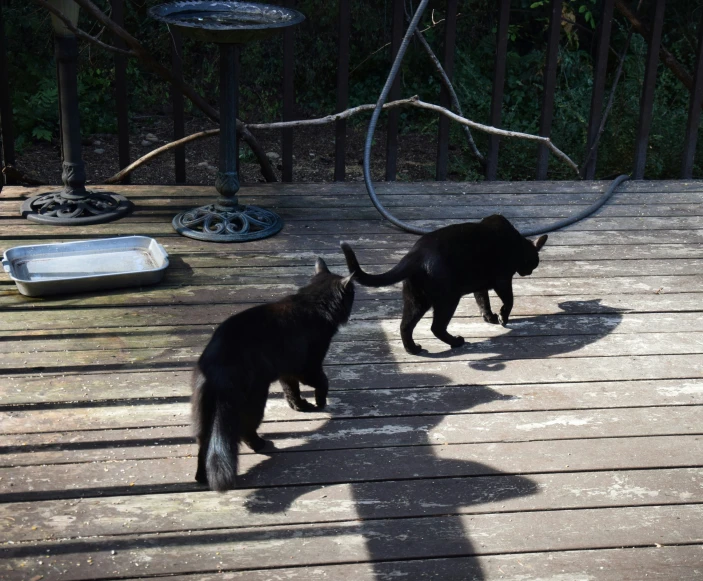 the kitten is playing with the dog while they both are walking