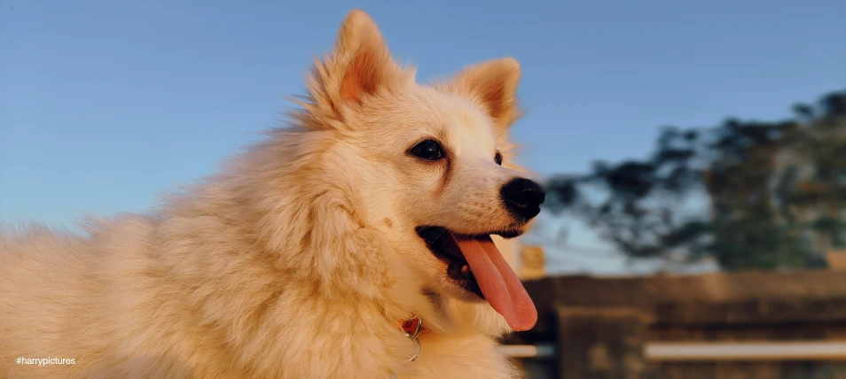 this is an image of a dog with its tongue hanging out