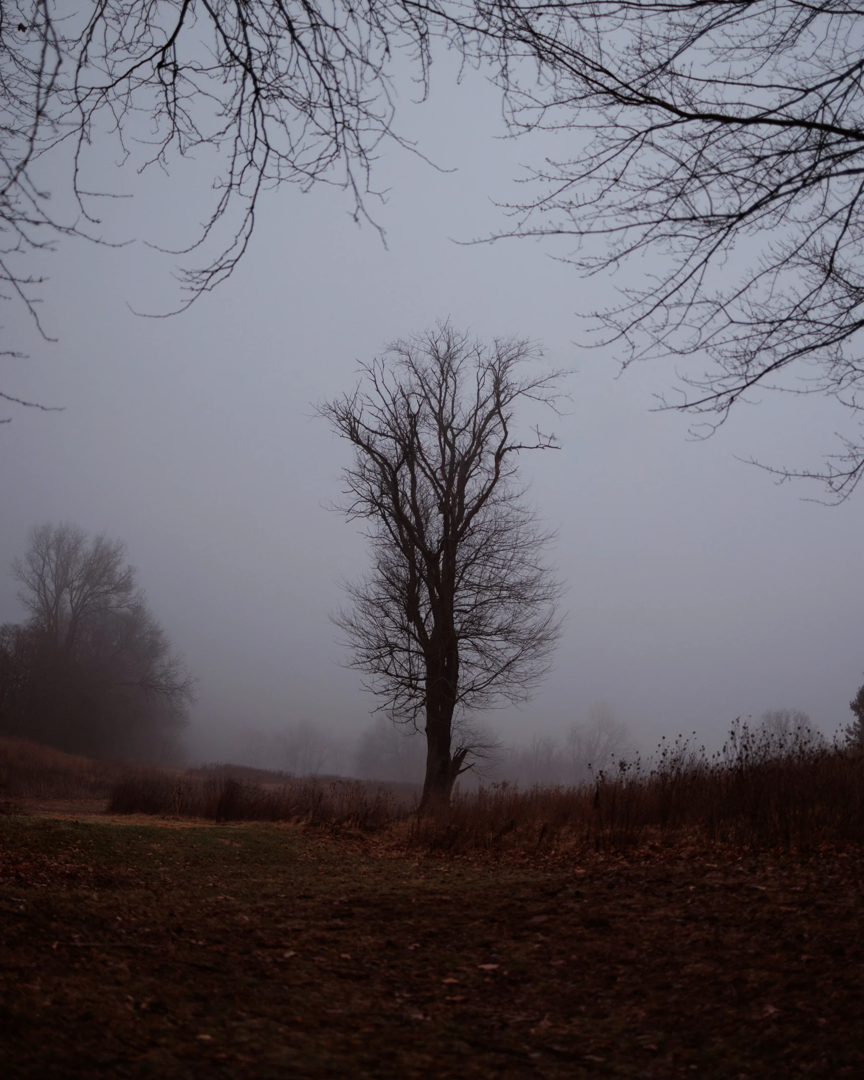 a foggy field has tree nches and a clock tower