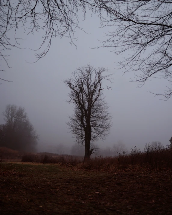 a foggy field has tree nches and a clock tower