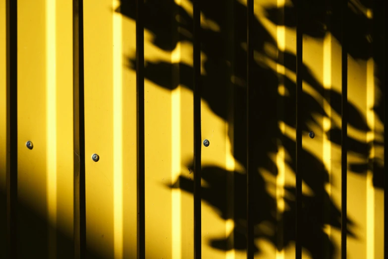 shadow of leaves on wall with yellow tint