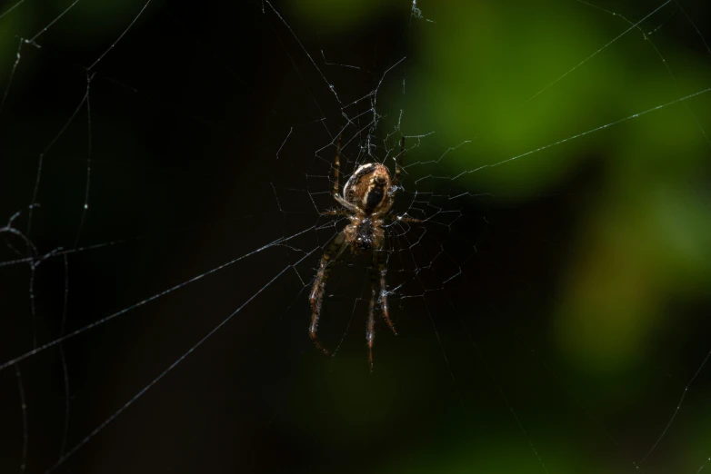 the big spider is in it's web outside