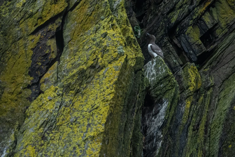 a bird on a mossy rock ledge