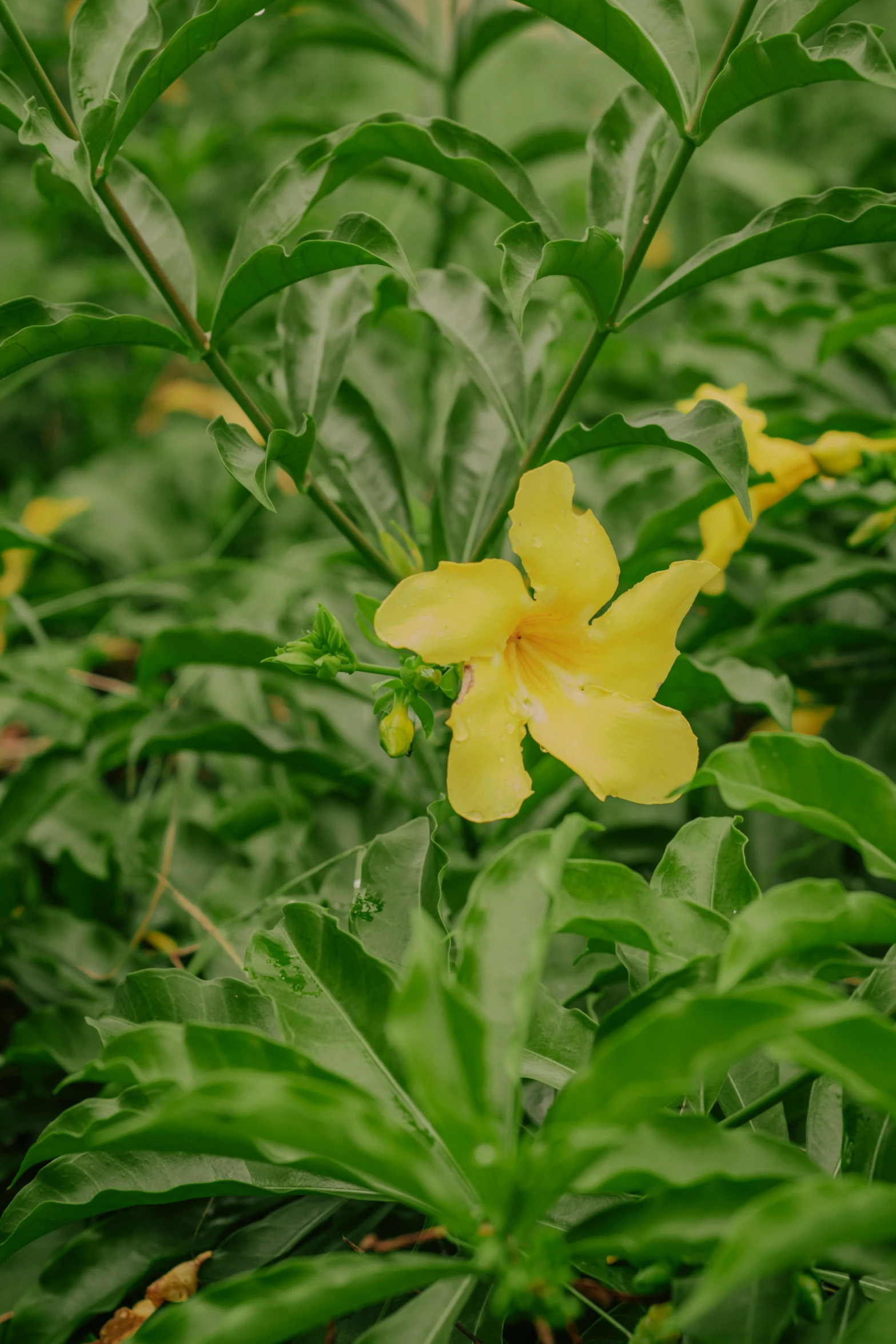 yellow flowers bloom on the large green plant