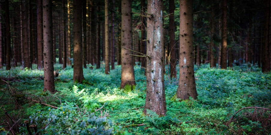 trees in the middle of a lush green forest