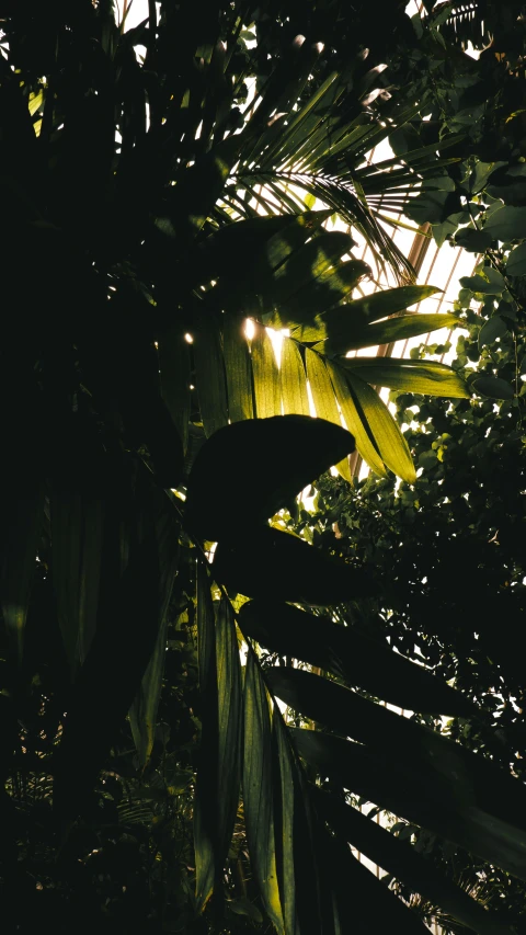 dark tropical foliage in the sunlight in a park