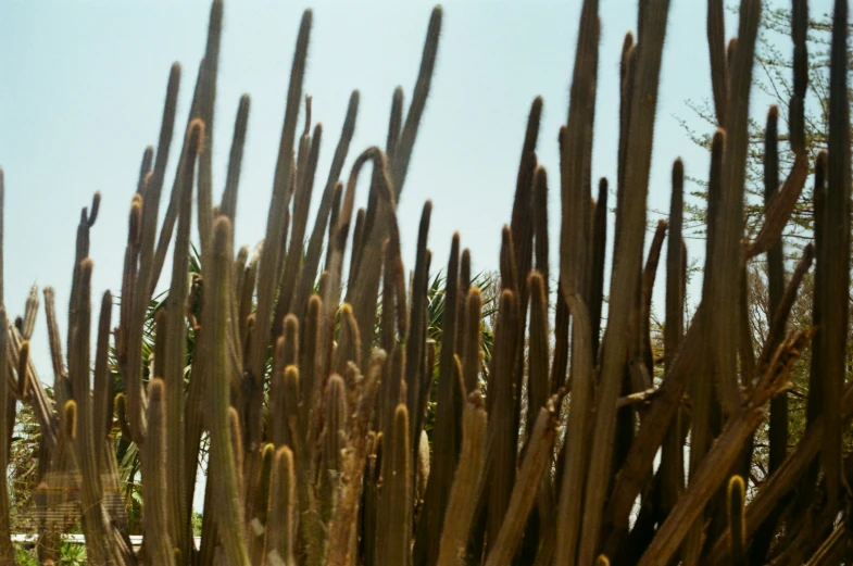 a cactus tree with its thick spines