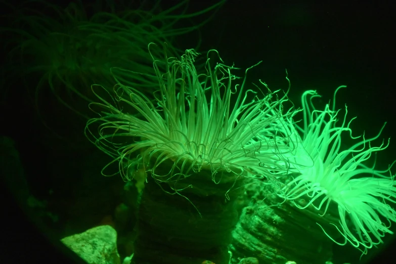 light shining green on a plant in the dark