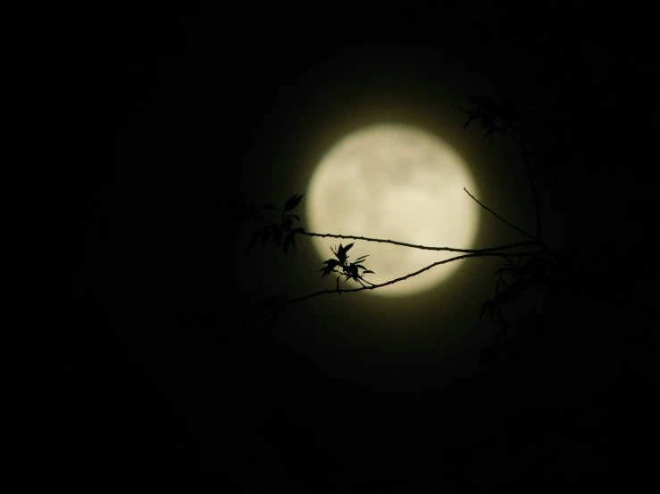 a full moon with some leaves growing in it