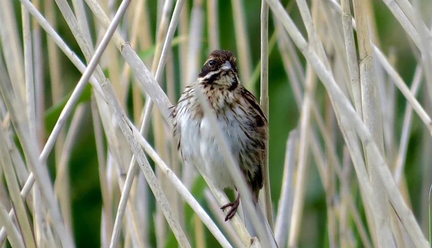 a bird sitting on top of a green plant