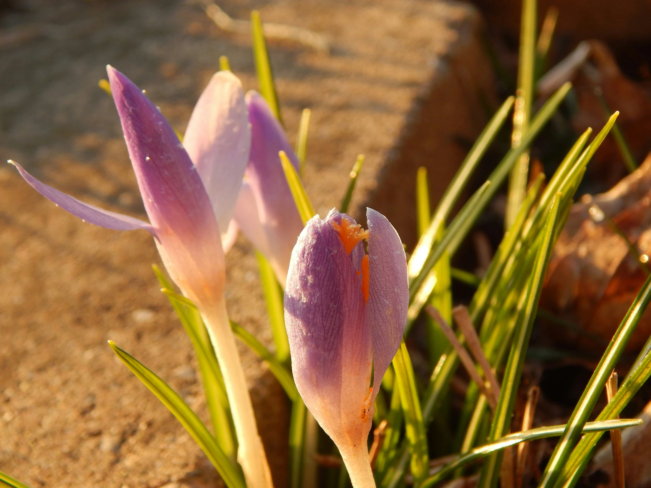 purple flowers growing out of the side of a brick wall