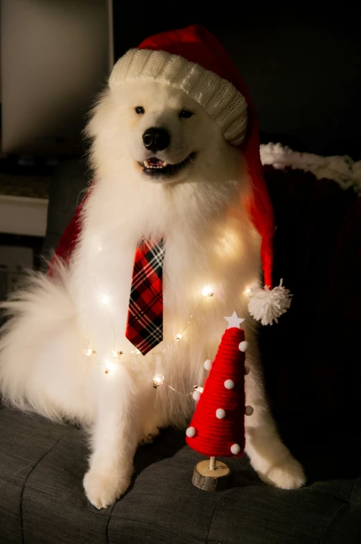 a white dog wearing a tie and a hat with small lights