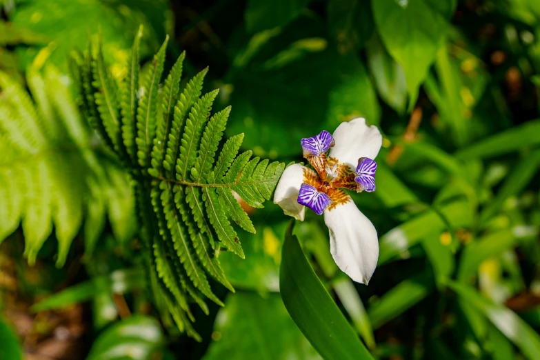 white and purple flowers in a forest surrounded by foliage