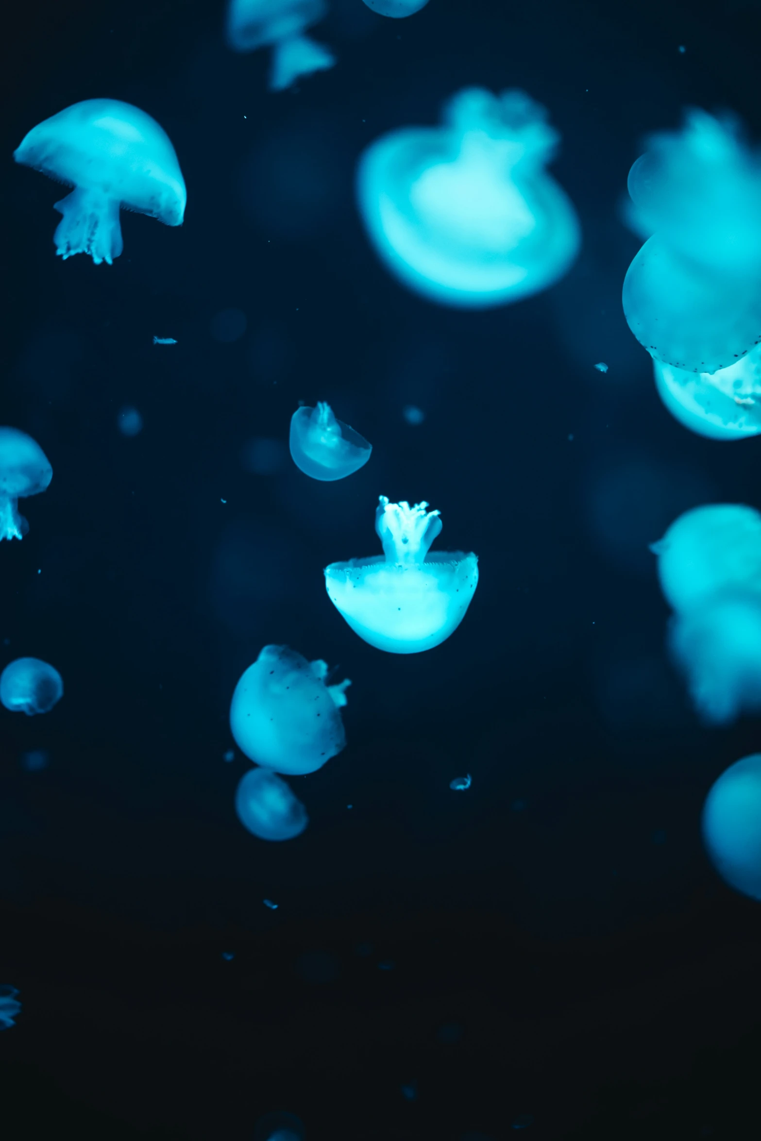 a bunch of small blue jellyfish on a black background