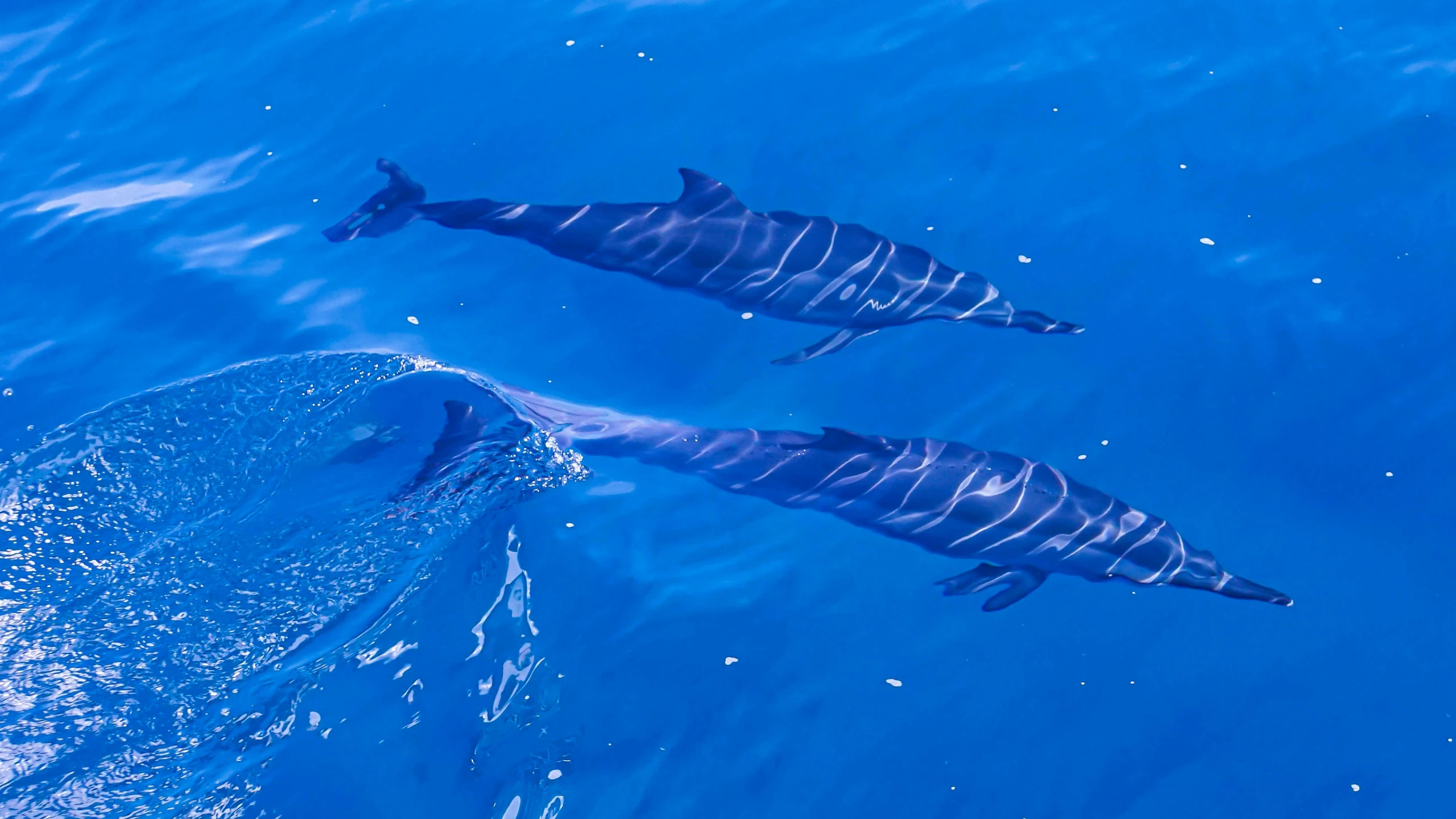 two dolphins are swimming in the ocean near each other