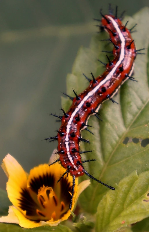 a caterpillar that is on top of a flower