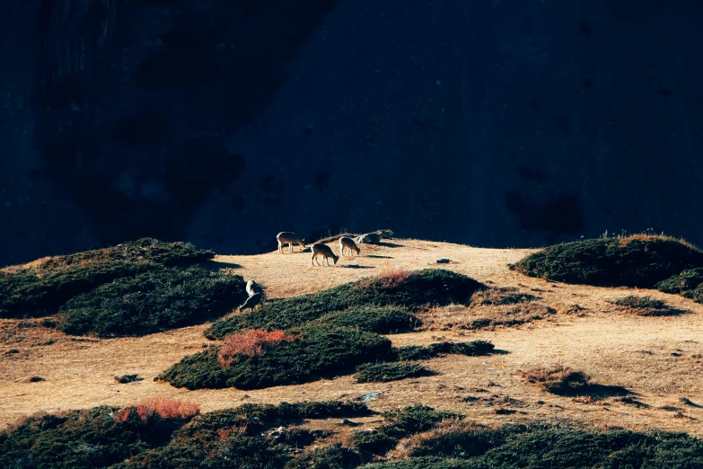 three deer running around on a field in the sun