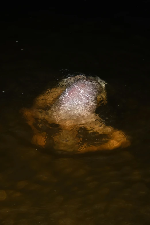 the body of a woman is floating in a body of water