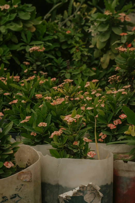 many different plants are lined up near each other