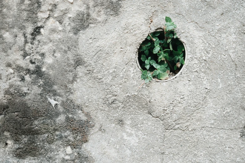 a leafless plant in an old dirty surface