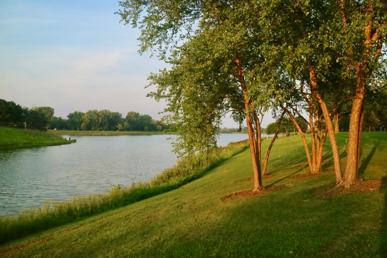 a row of trees by a water front